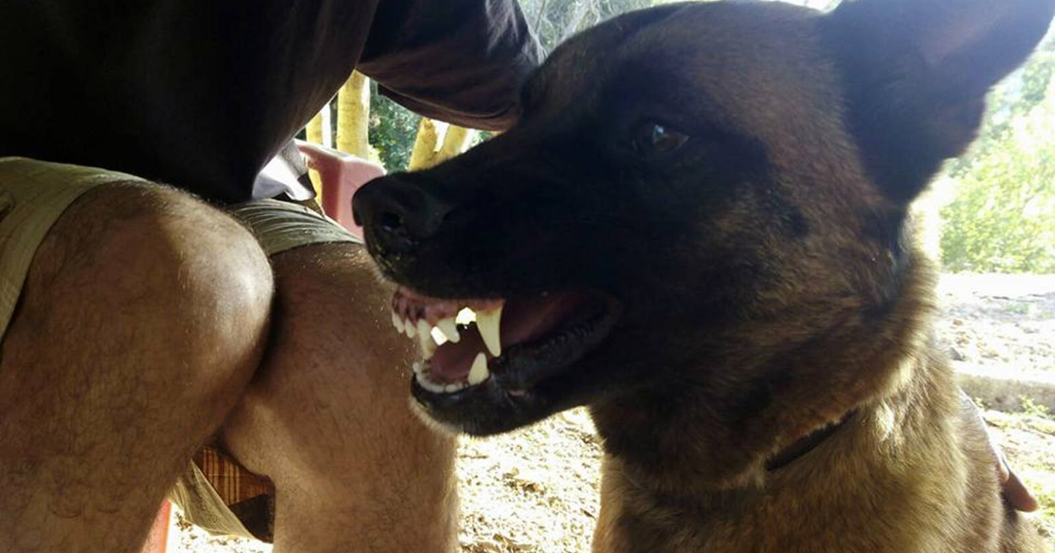 Agresividad en Perros: Causas, soluciones y cómo la Educación Canina Con Empatía puede ayudarte en Mallorca